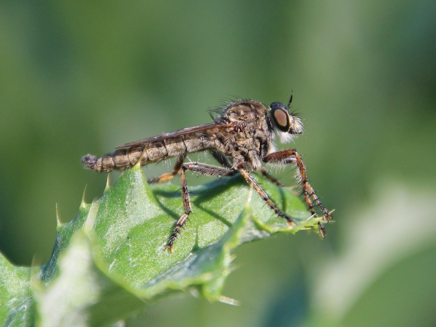 Tolmerus cingulatus