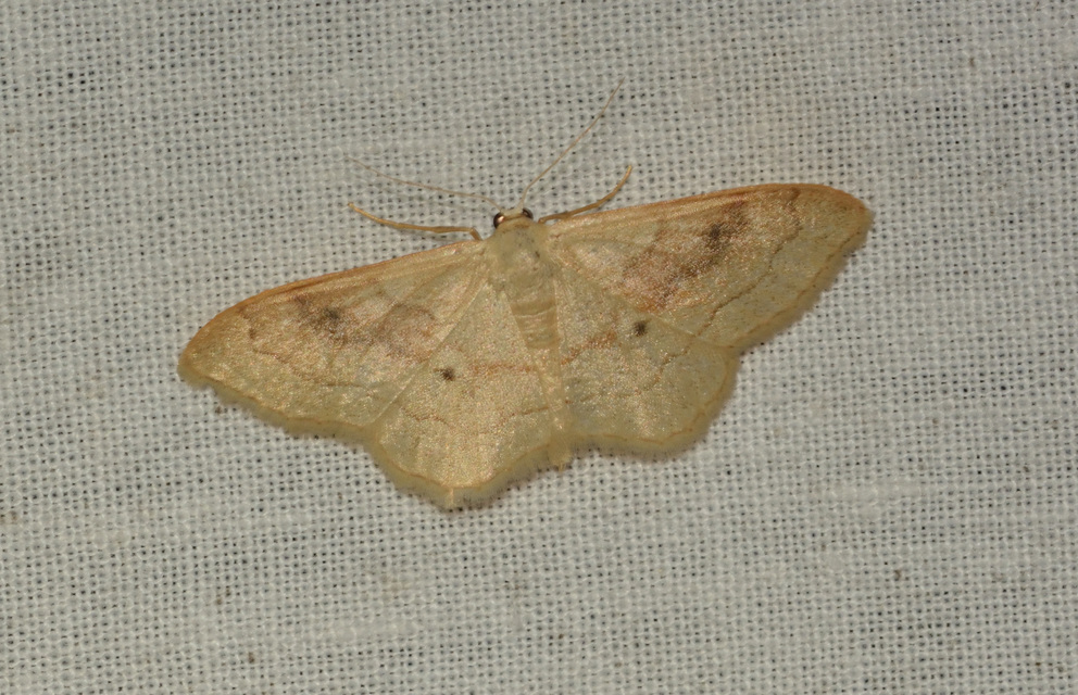 Idaea rubraria - vörössávos araszoló