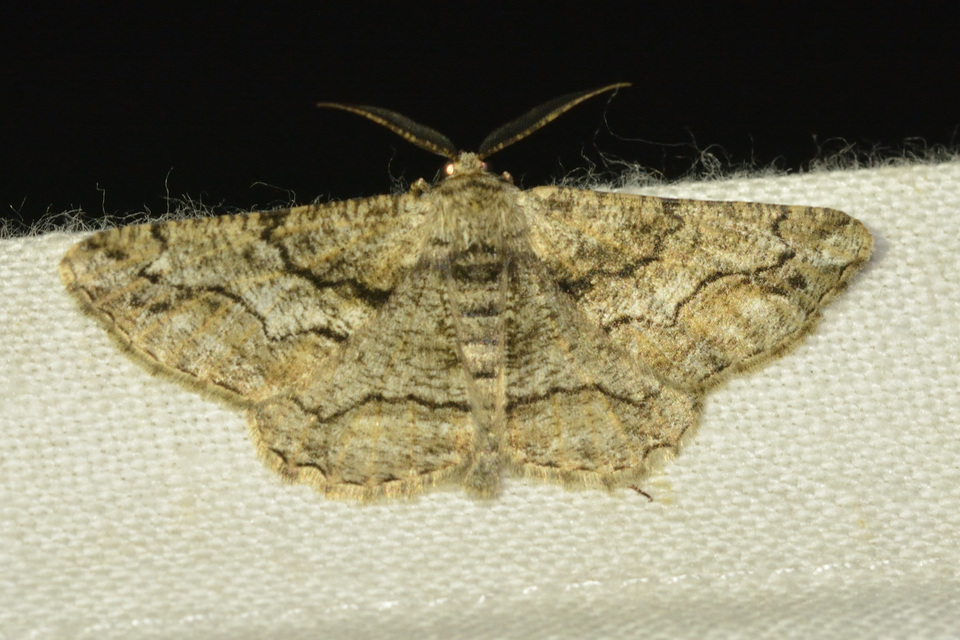 Synopsia sociaria - ürömaraszoló