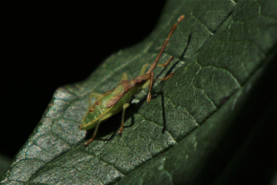 Gonocerus acuteangulatus - aranypetés karimáspoloska