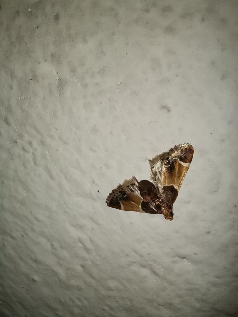 Pyralis farinalis - lisztilonca