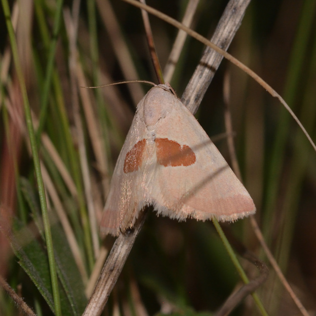 Calymma communimacula - pajzstetűfaló bagoly
