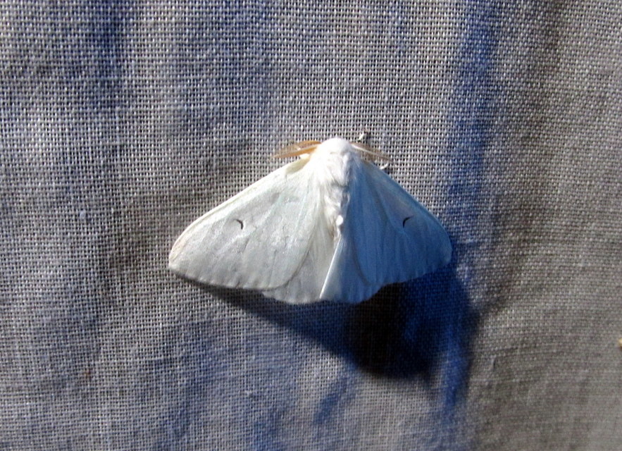 Arctornis l-nigrum - L-betűs gyapjaslepke