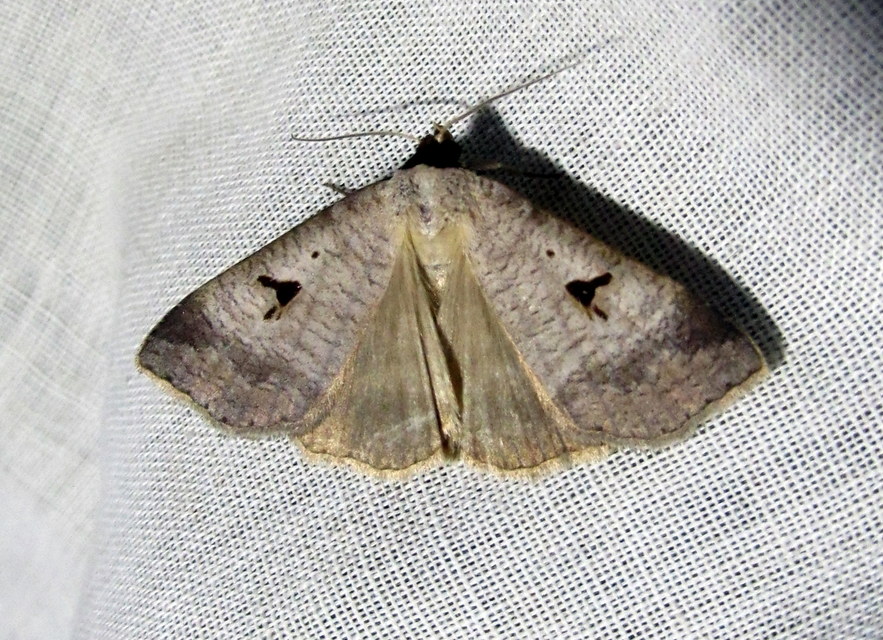 Lygephila lusoria - nagy csüdfűbagoly