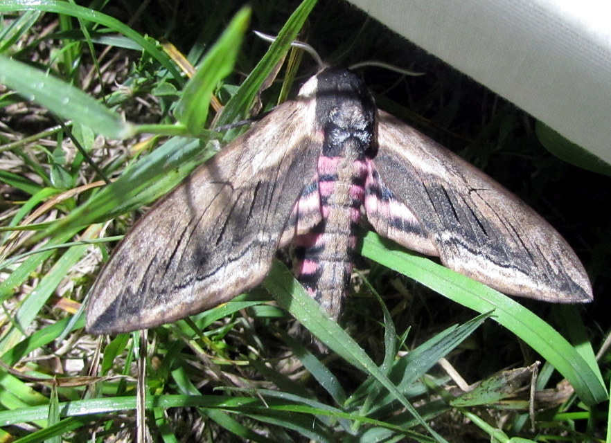Sphinx ligustri - fagyalszender