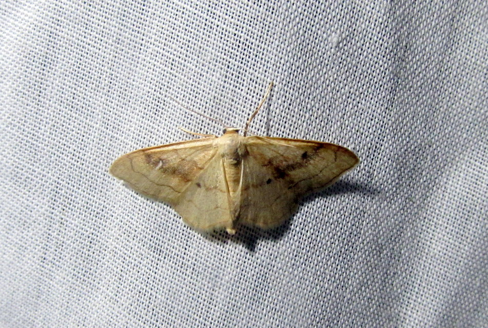 Idaea rubraria - vörössávos araszoló