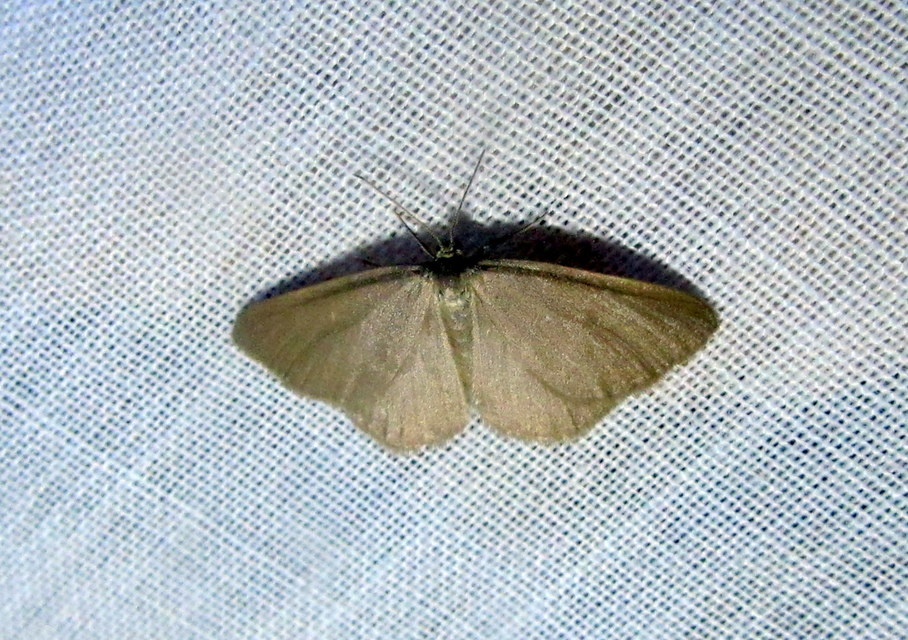 Minoa murinata - kutyatej-araszoló Minoa murinata - kutyatej-araszoló