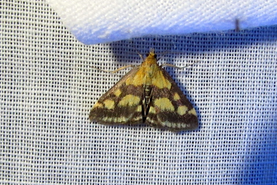 Pyrausta purpuralis - közönséges bíbormoly