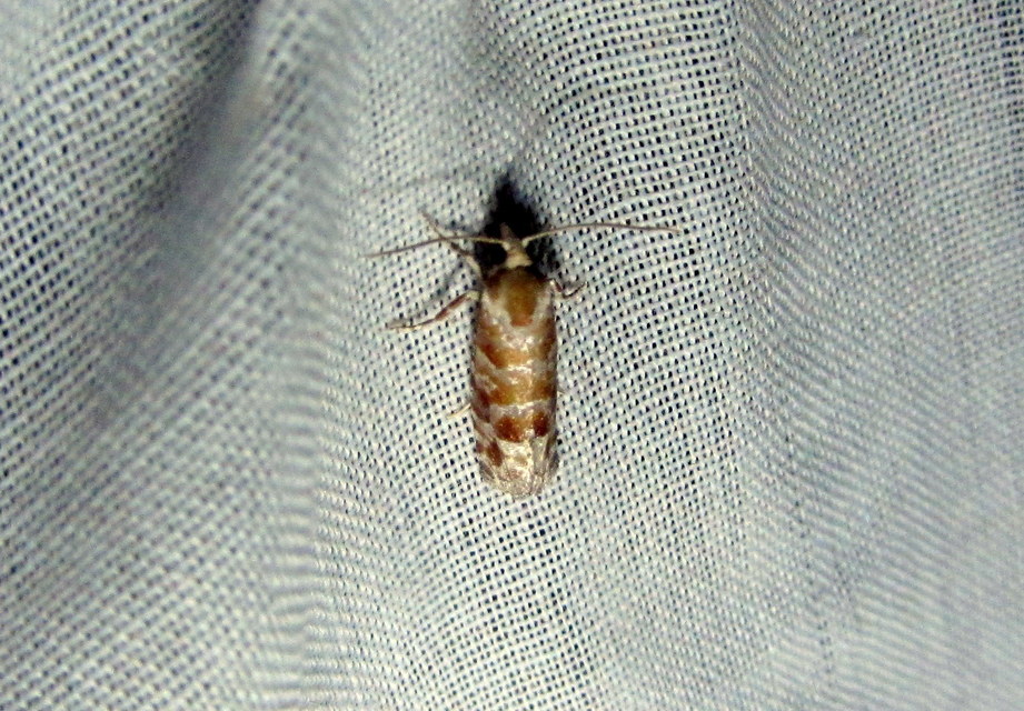 Rhyacionia pinicolana - piros gyantamoly