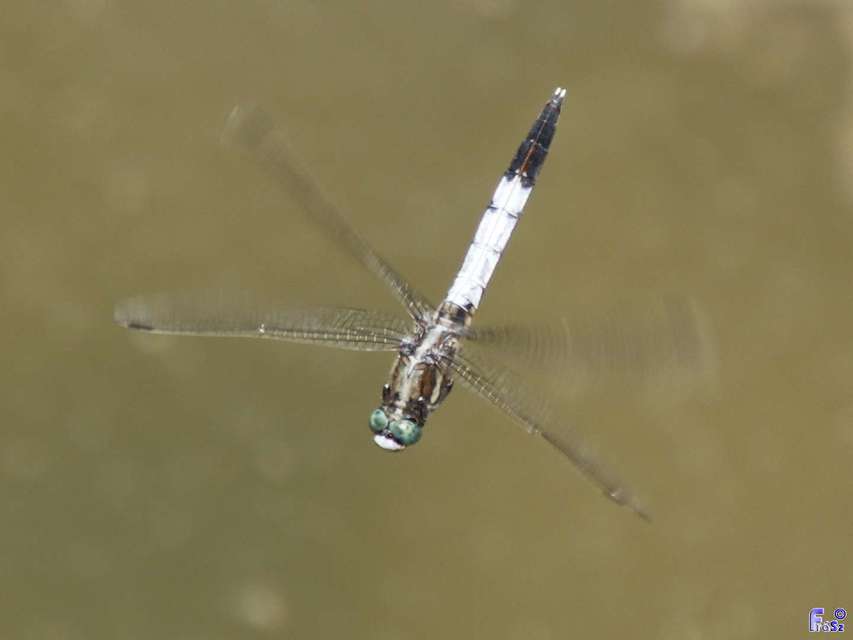Orthetrum albistylum - fehérfarkú pásztorszitakötő