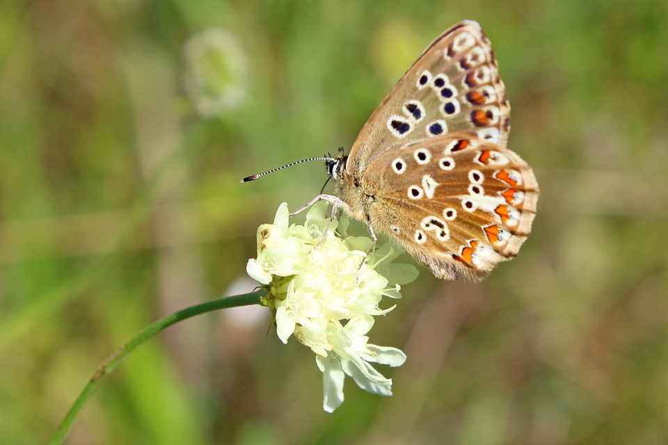 Polyommatus coridon - ezüstkék boglárka
