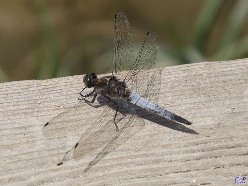 Orthetrum cancellatum - feketefarkú pásztorszitakötő