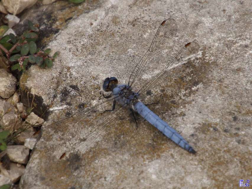 Orthetrum brunneum - pataki pásztorszitakötő