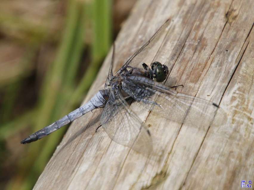 Orthetrum cancellatum - feketefarkú pásztorszitakötő