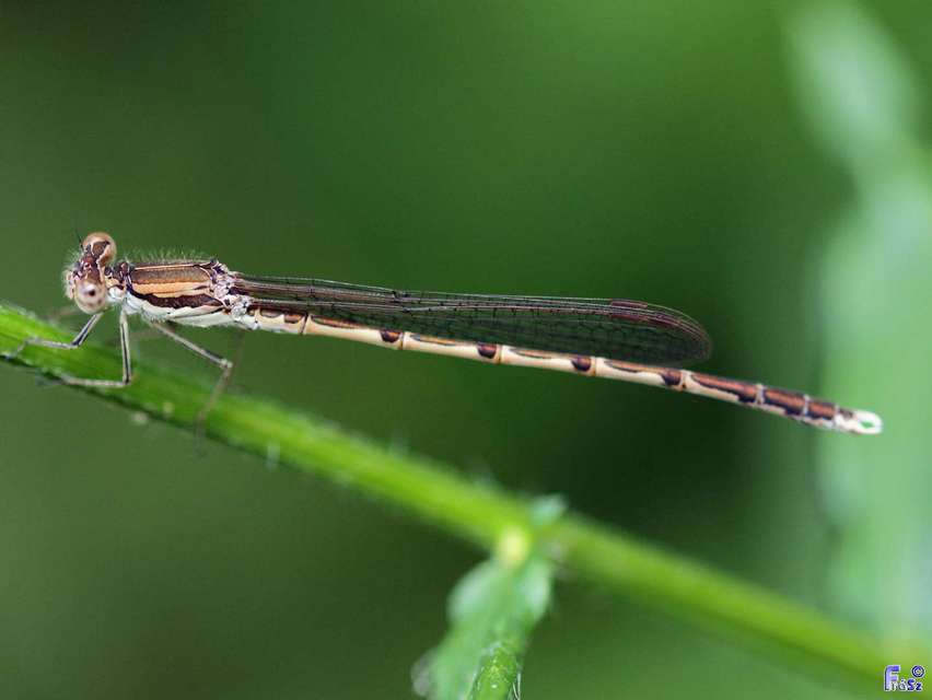 Sympecma fusca - téli rablószitakötő