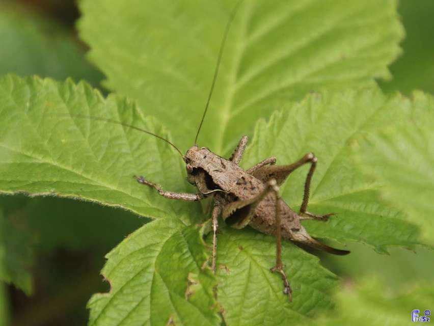Pholidoptera griseoaptera - szürke avarszöcske