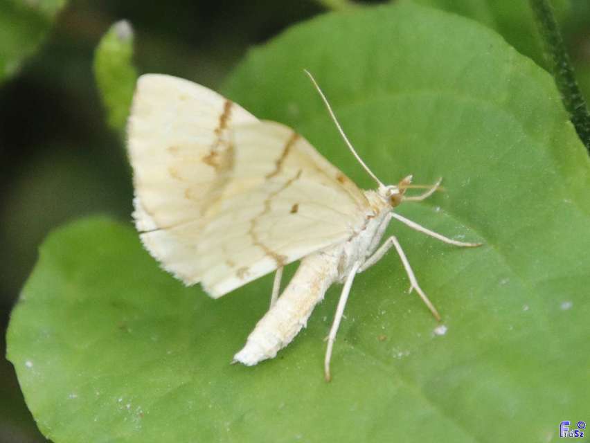 Eulithis pyraliata - sárga galajaraszoló