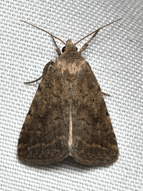 Athetis gluteosa - nyugtalan lápibagoly