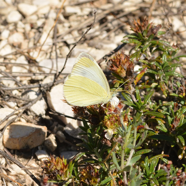 Pieris ergane - sziklai fehérlepke