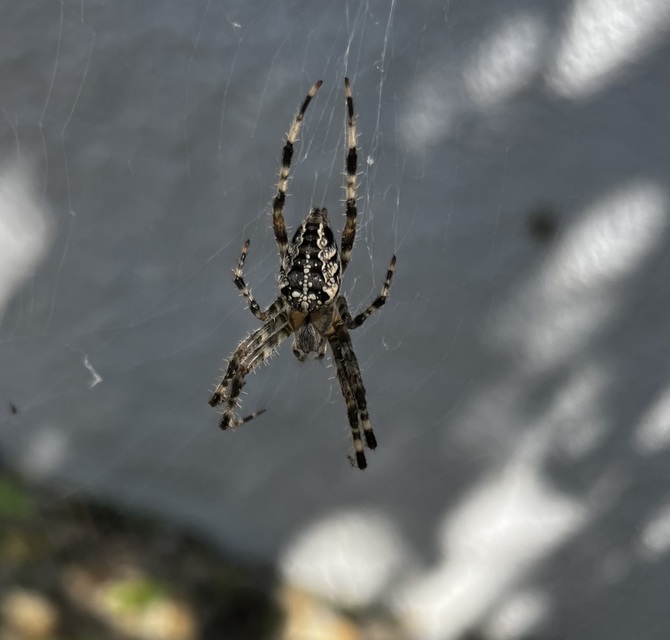 Araneus diadematus - koronás keresztespók