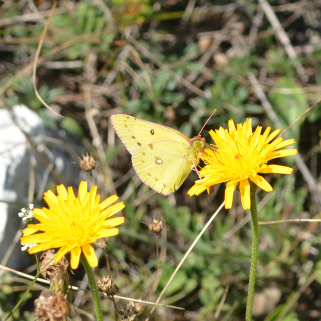 Colias chrysotheme - dolomit-kéneslepke