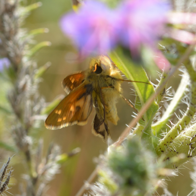 Hesperia comma - vesszős busalepke
