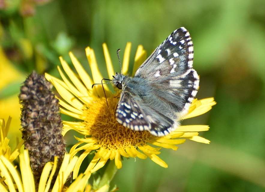 Pyrgus armoricanus - feles busalepke