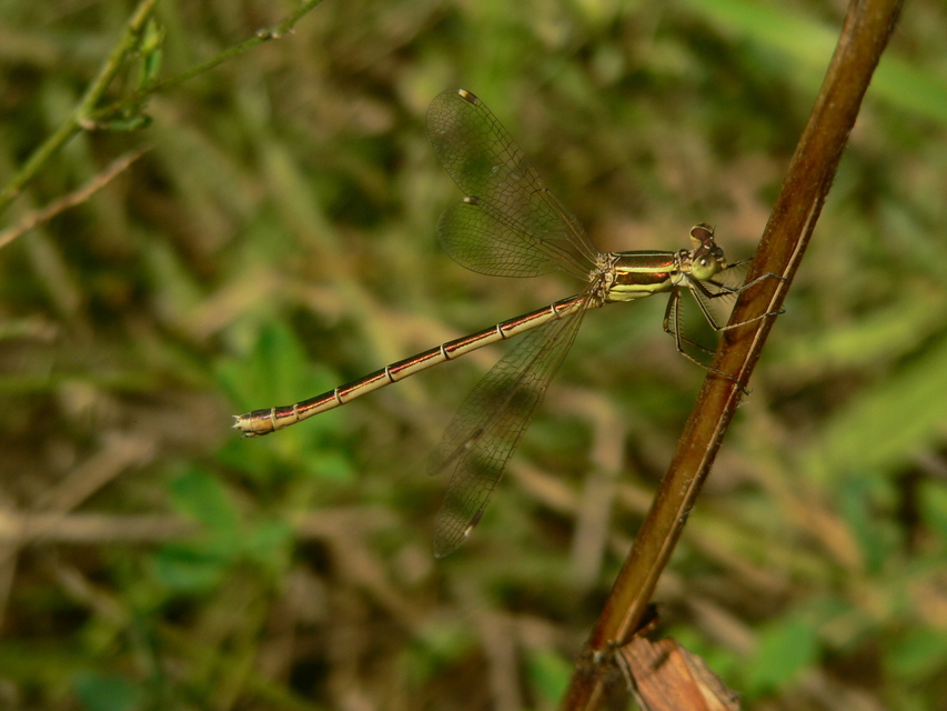 Lestes barbarus - foltosszárnyjegyű rablószitakötő