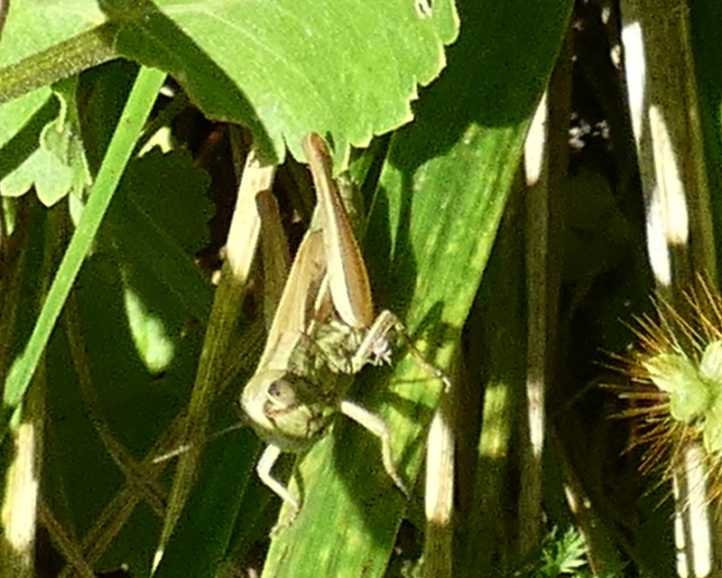 Euchorthippus declivus - rövidszárnyú rétisáska