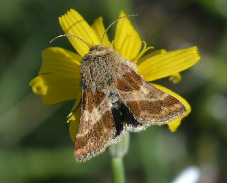 Schinia cognata - nyúlparéj-nappalibagoly