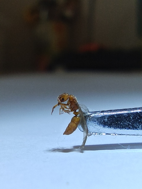 Cryptopone ochracea - sárga vakondhangya