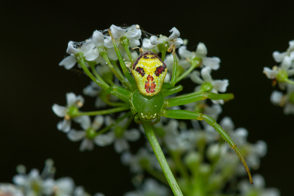 Ebrechtella tricuspidata - alakoskodó karolópók