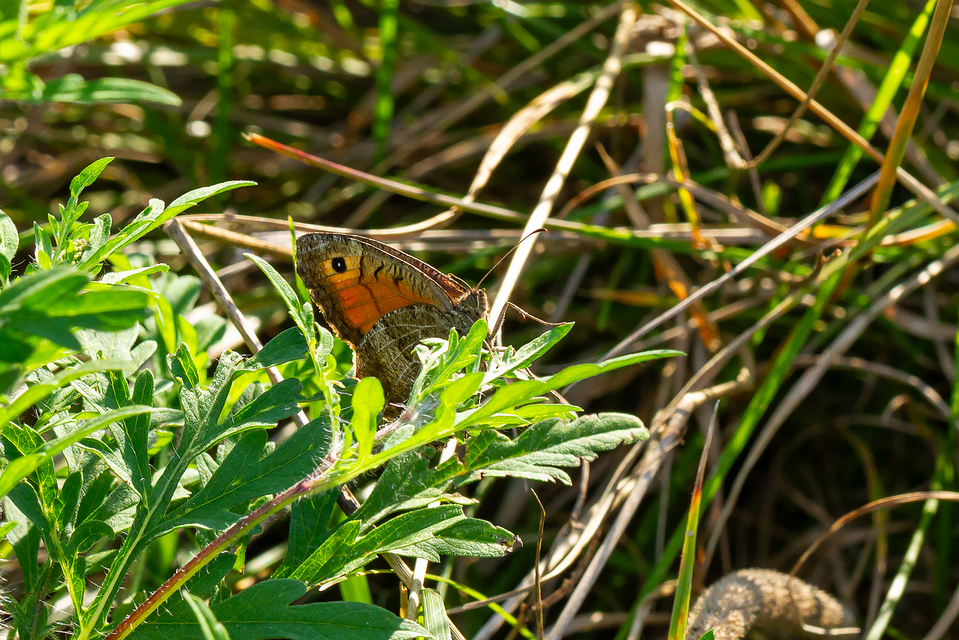Arethusana arethusa - közönséges szemeslepke