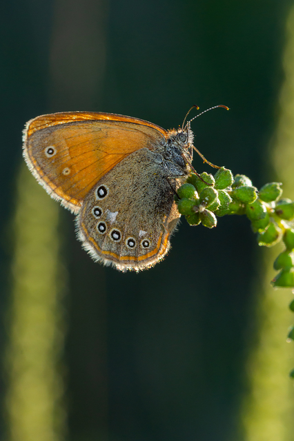 Coenonympha glycerion - közönséges szénalepke