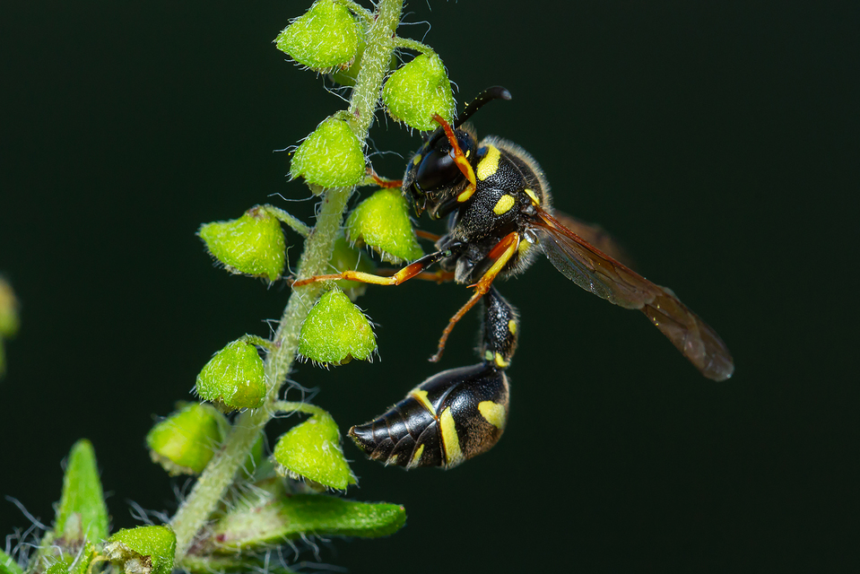 Eumenes