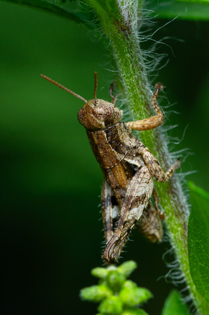 Pezotettix giornae - kis hegyisáska
