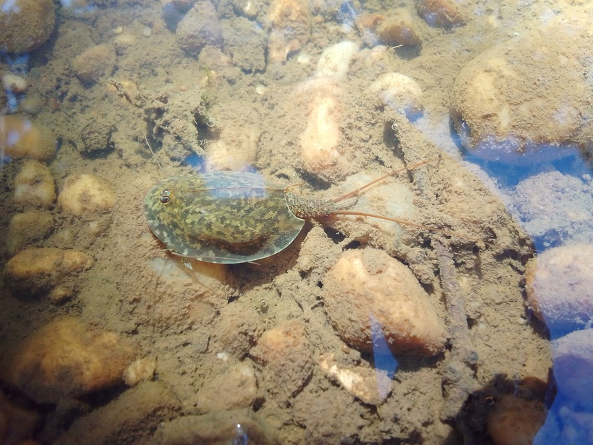 Crustacea - Rákok