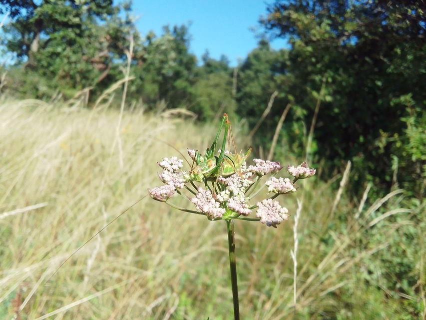 Leptophyes albovittata - közönséges virágszöcske