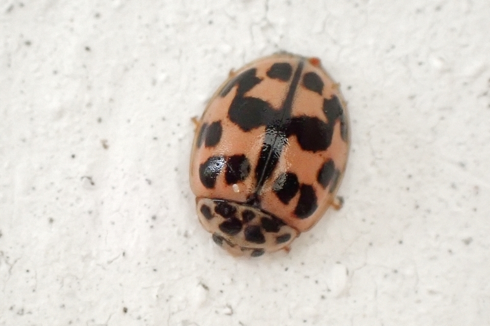 Oenopia conglobata - rózsás katica