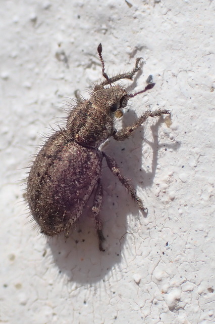 Cycloderes pilosulus - pikkelyeslábú ormányos