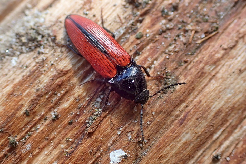 Ampedus sanguinolentus - középfoltos pattanó