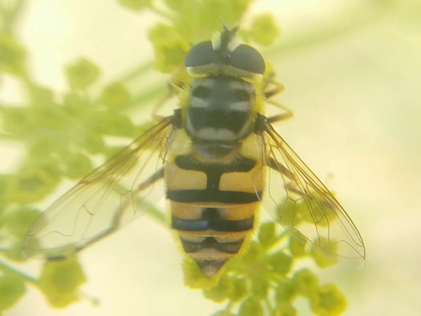 Myathropa florea - halálfejes odúlégy