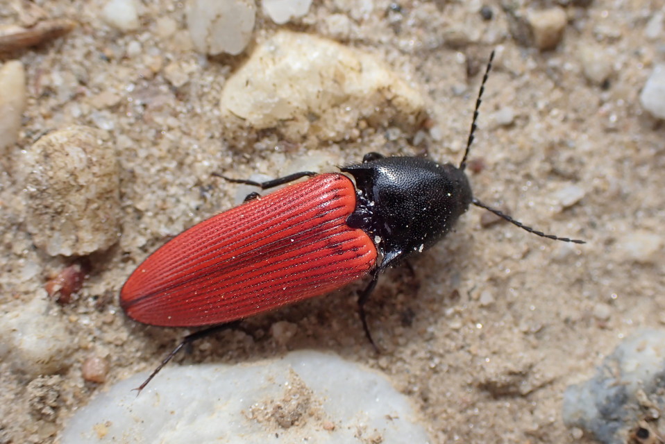 Ampedus