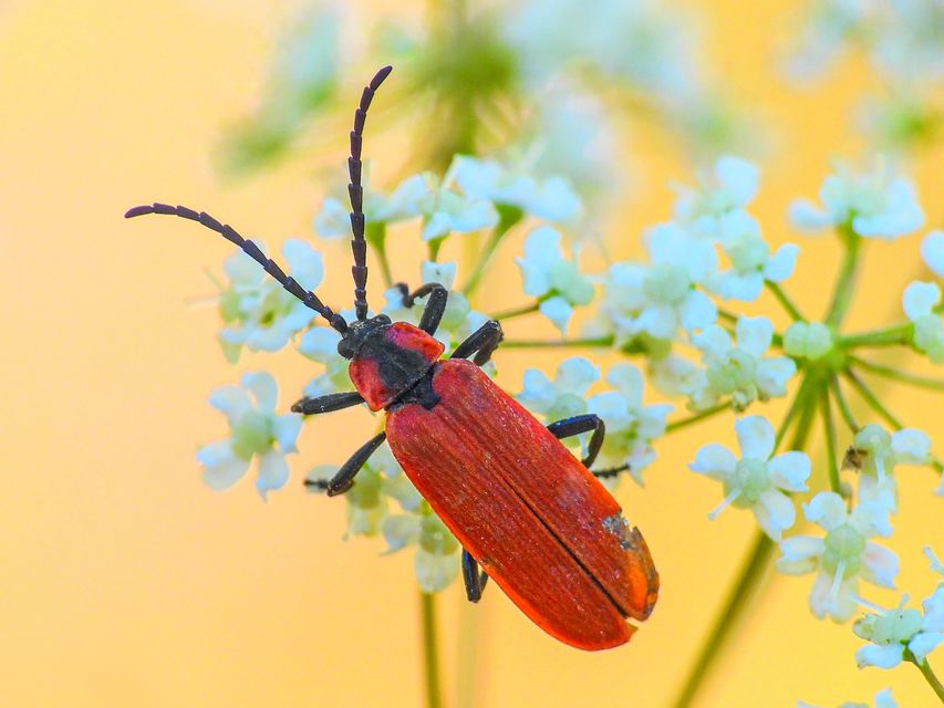 Lygistopterus sanguineus - vérbogár