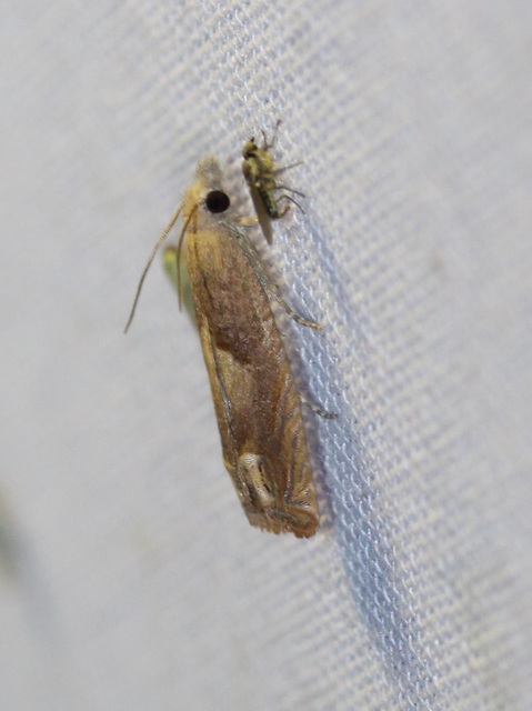 Eucosma