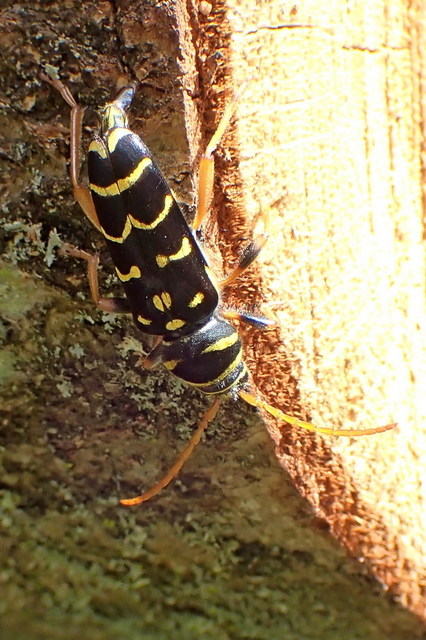 Plagionotus arcuatus - bársonyos darázscincér