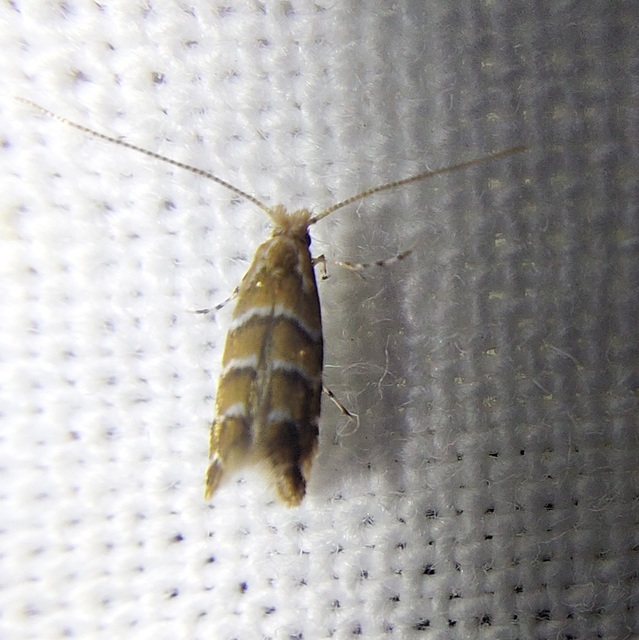 Cameraria ohridella - vadgesztenye-sátorosmoly