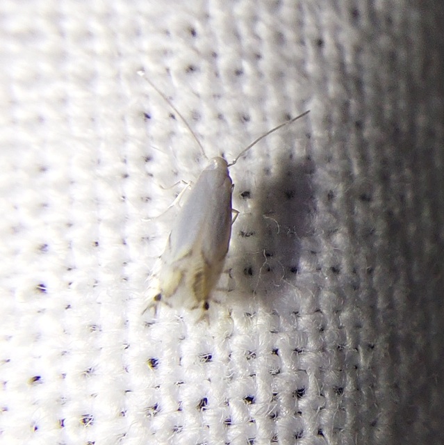 Phyllocnistis
