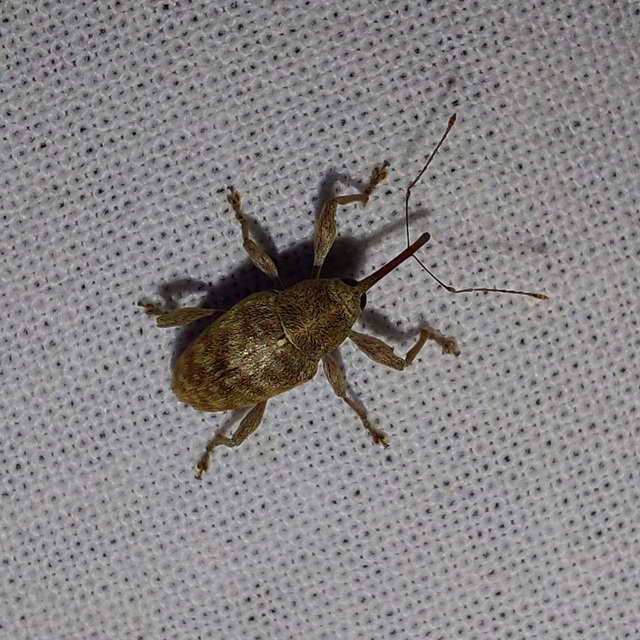 Curculio elephas - gesztenyezsuzsóka