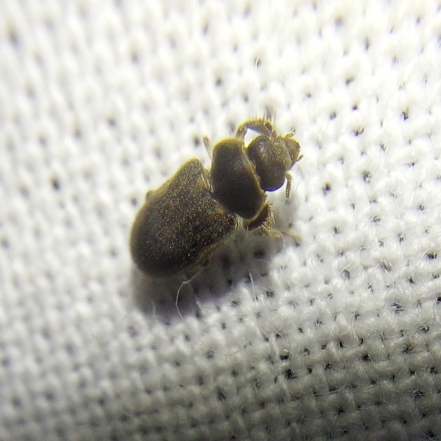 Heterocerus
